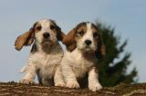 PTIT BASSET GRIFFON V.  057